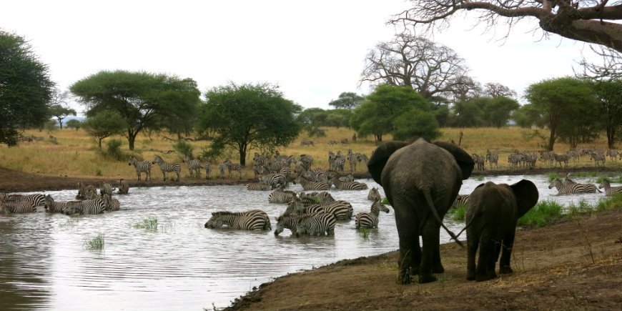 2 Fauna in Tarangire