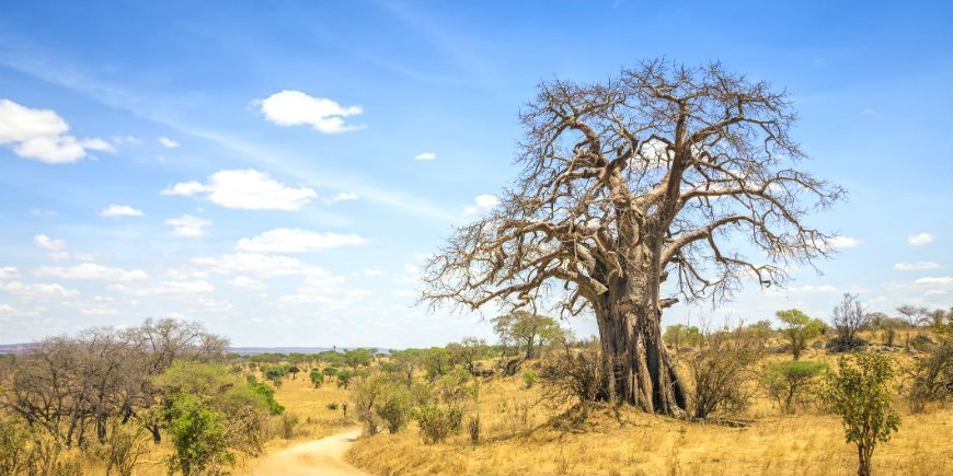 6 Baobab