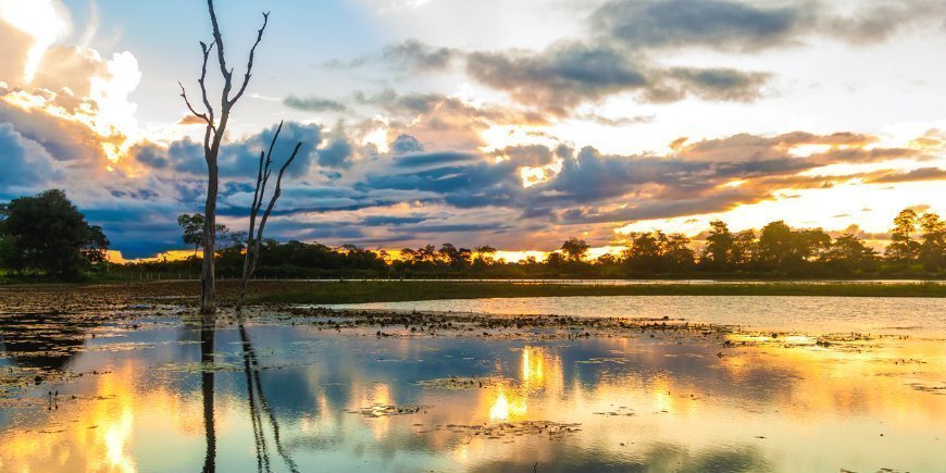 Pantanal Vådområde Brasilien