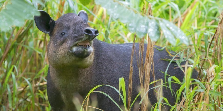 Tapir Pantanal