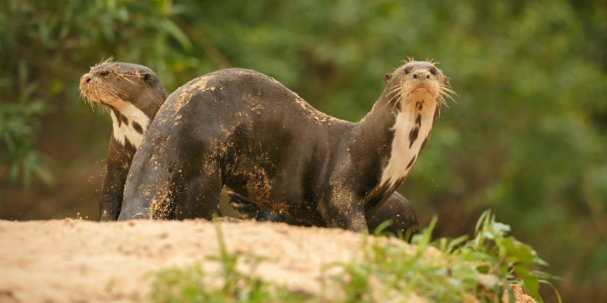 Kæmpeodder Pantanal