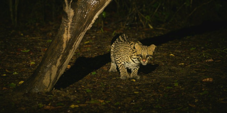 Ozelot Pantanal