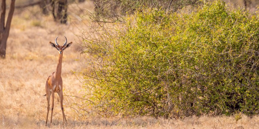 Een girafgazelle in Samburu