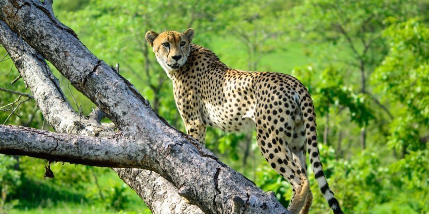 Een cheetah in een boom in het Sabi Sands Game Reserve in Zuid-Afrika