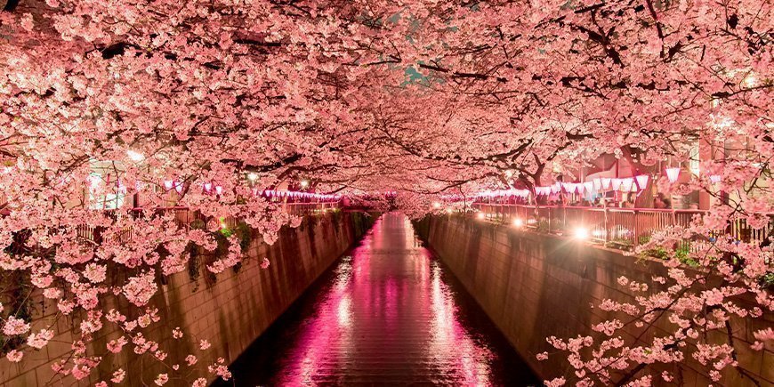 Kersenbloesem bij nacht in Tokio