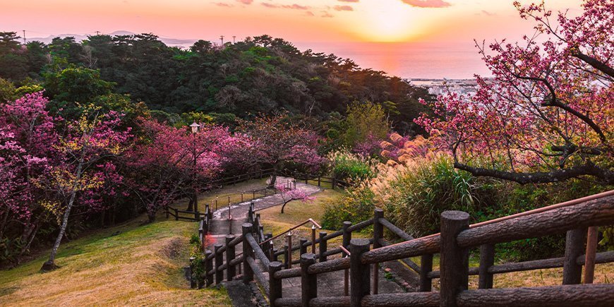 Kersenbloesem in een park in Okinawa