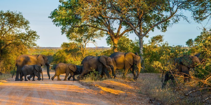 Olifanten op een onverharde weg in het Kruger National Park