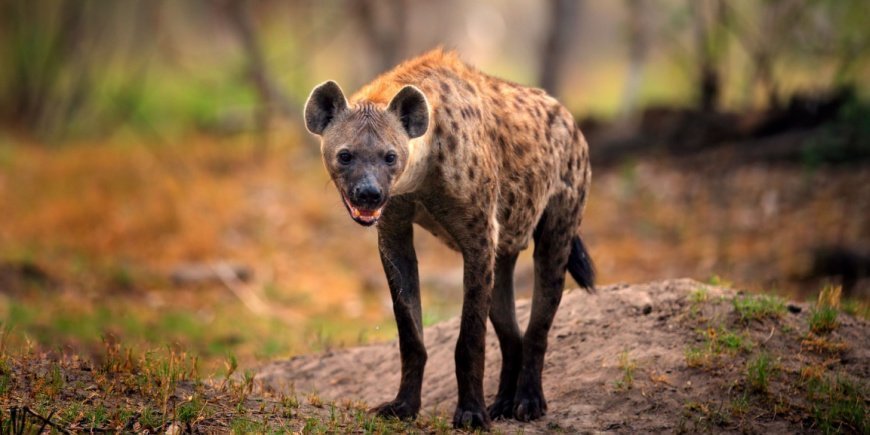 Hyena's in Botswana