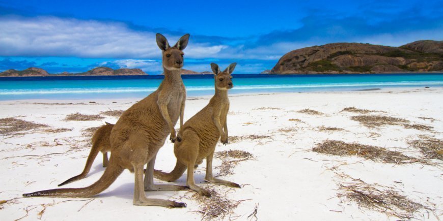 Twee kangoeroes op het strand van Kangaroo Island