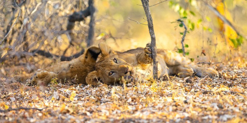 Een leeuw ligt te ontspannen in nationaal park Nyerere in Tanzania