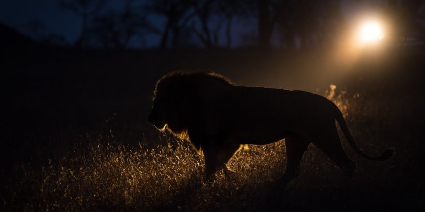 Leeuw loopt in het donker in het Greater Kruger-gebied