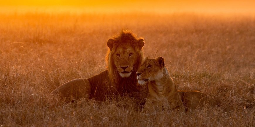 Leeuwen in Masai Mara