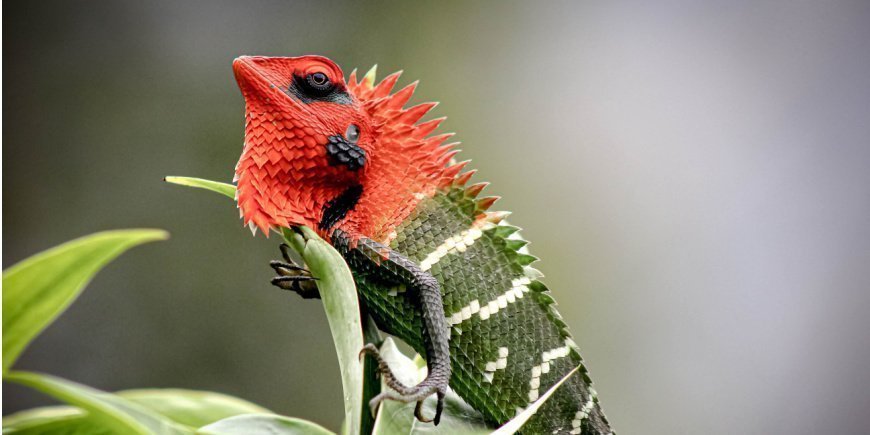 Een roodgroene hagedis in het Sinharaja-regenwoud van Sri Lanka