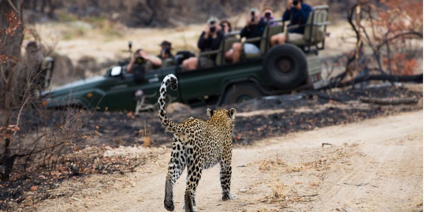 Luipaard in Sabi Sands wildreservaat