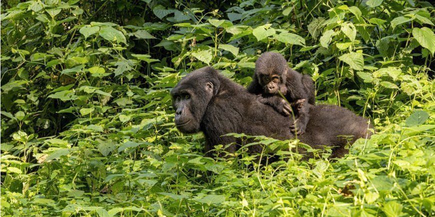 Twee gorilla's in Bwindi, Oeganda