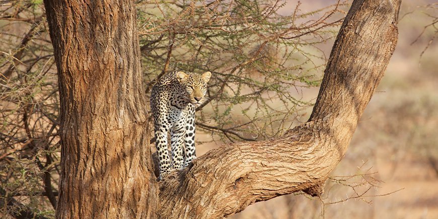 Luipaard in een boom in Samburu National Reserve in Kenia