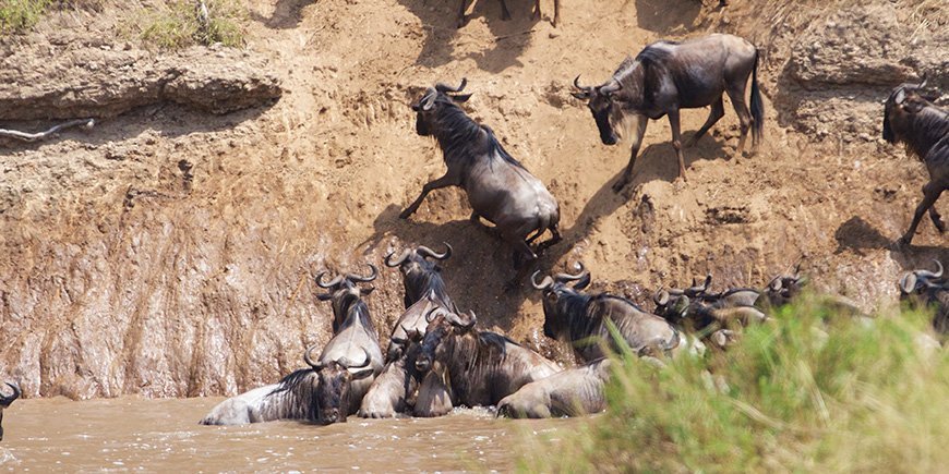 Gnoes proberen de Mara-rivier over te steken in Kenia