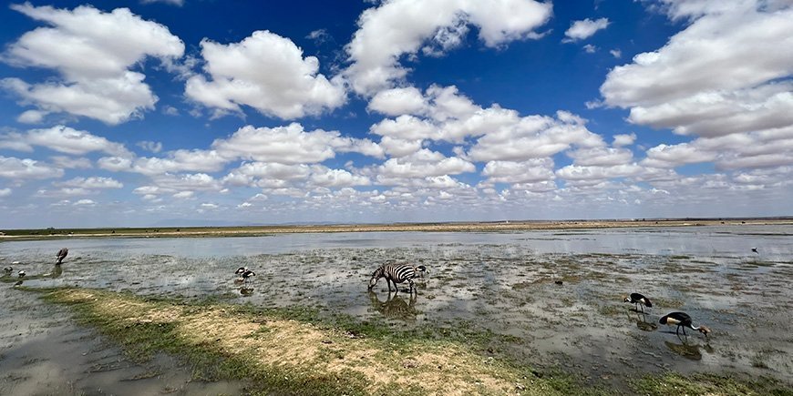 Zebra's staan in het water in een wildreservaat in Kenia