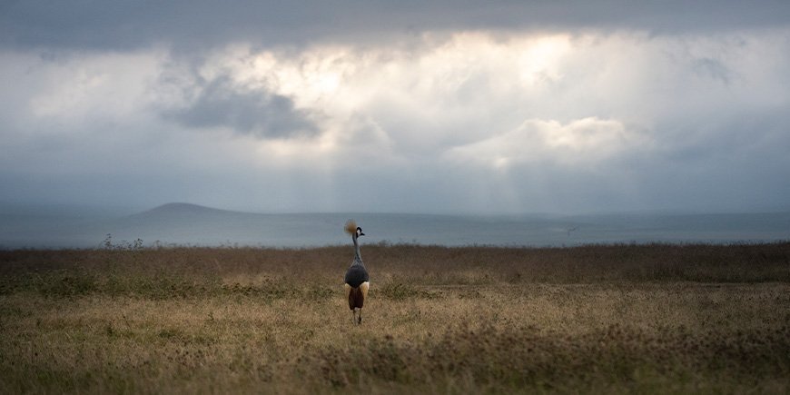 Gekroonde kraanvogels in de Ngorongoro krater in Tanzania