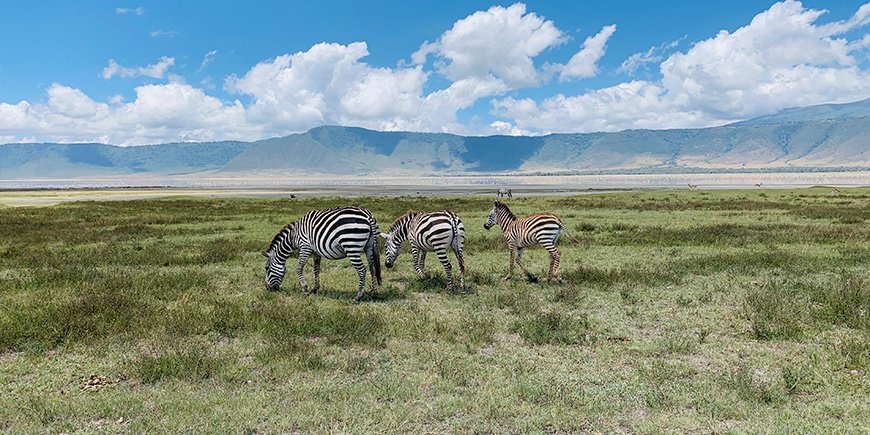 Zebra's in de Ngorongorokrater