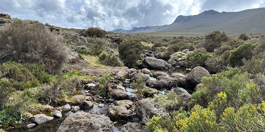 Natuur op de Lemosho Route in het Kilimanjaro National Park Kraai in een kamp op de Kilimanjaro