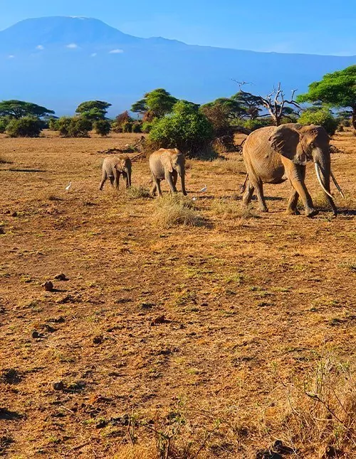Rond de Kilimanjaro: safari, natuur en cultuur in Kenia en Tanzania