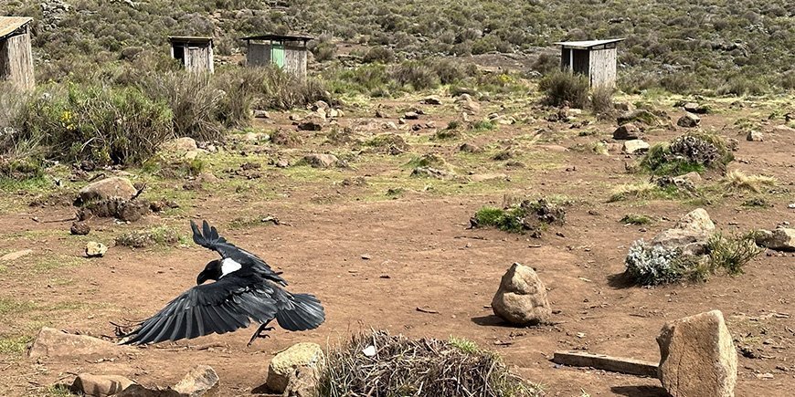 Kraai in een kamp op de Kilimanjaro