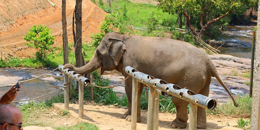 Olifant in ChangChill olifantenreservaat in Chiang Mai