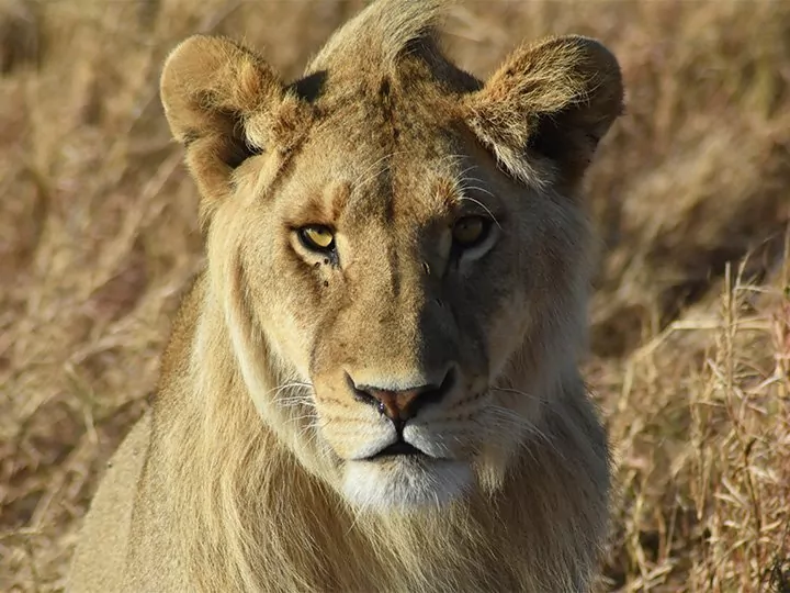 Safari in Afrika