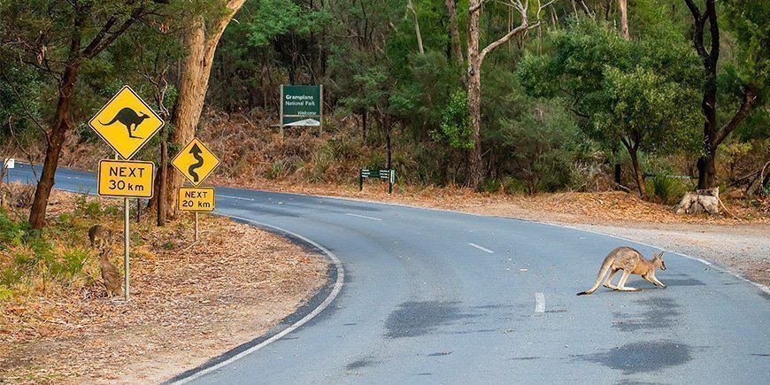 Kangoeroe op de weg in Australië