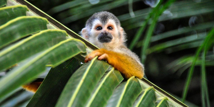 Aap komt tevoorschijn uit zijn schuilplaats in het Manuel Antonio National Park