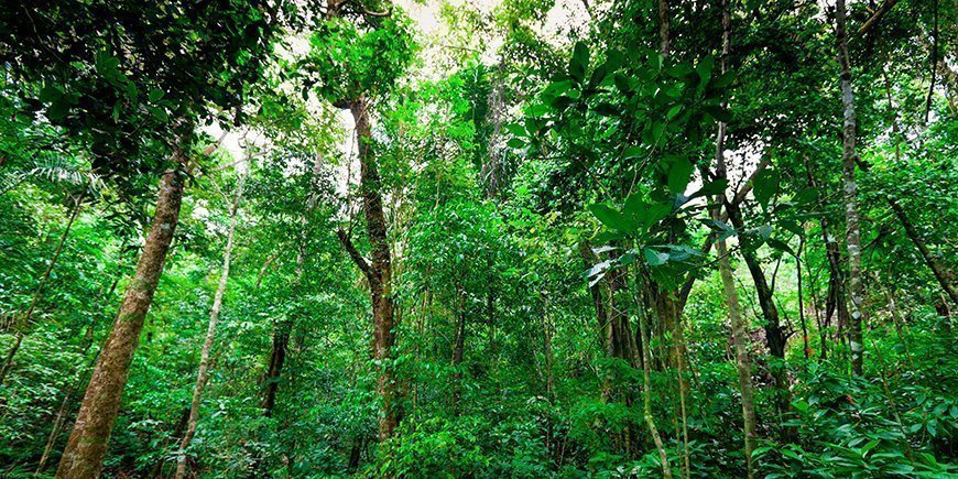 Dicht woud in het Manuel Antonio National Park