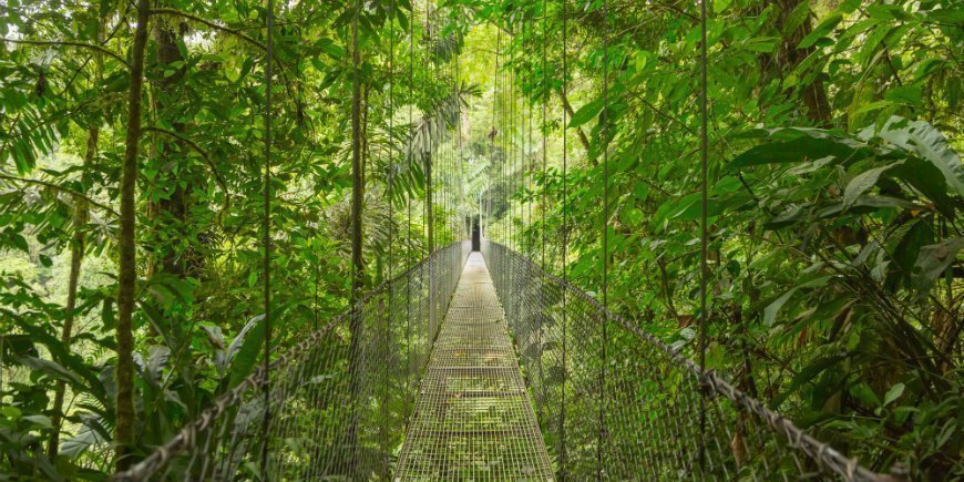 Hangbrug in bos in costa rica