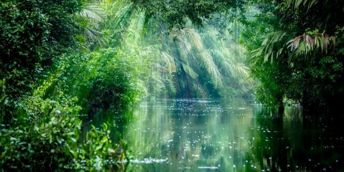 Water in dicht bos in Costa Rica