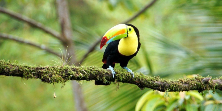 Vogel neergestreken op een tak in het Nationaal Park Manuel Antonio