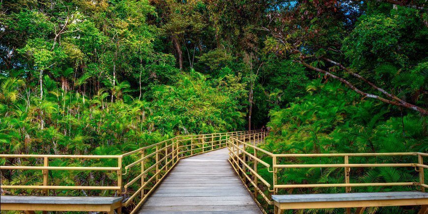 Brug door bos in Costa Rica