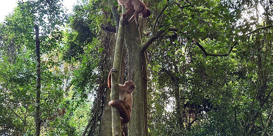 Kapucijnaap in boom in het Amazonegebied in Peru