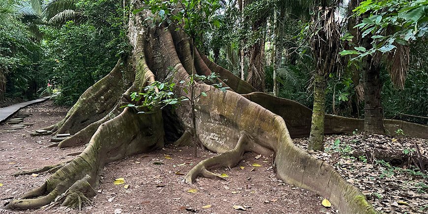 Reusachtige boom in het Amazonegebied in Peru