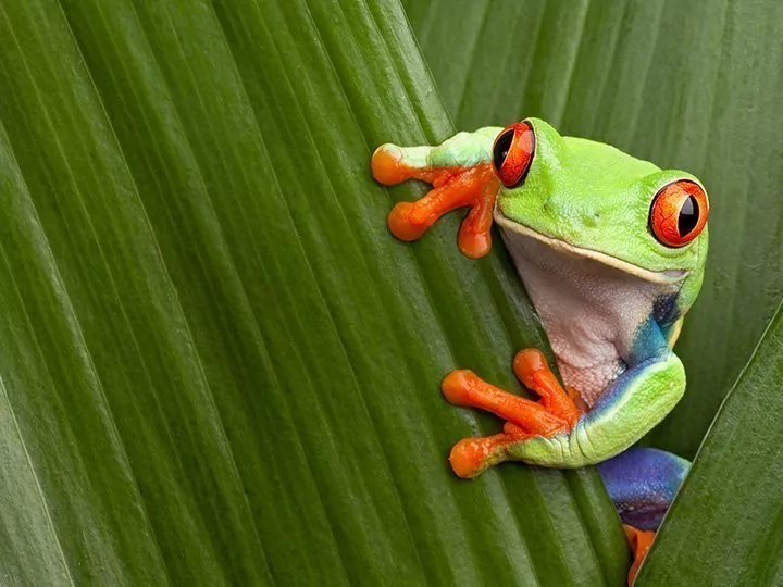 Hoogtepunten van Costa Rica met strandvakantie in Manuel Antonio