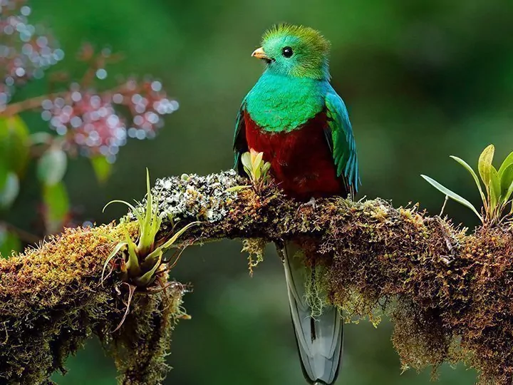 Hoogtepunten van Costa Rica met strandvakantie bij Playa Sámara