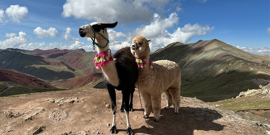 Twee lama's op de top van de Rainbow Mountain