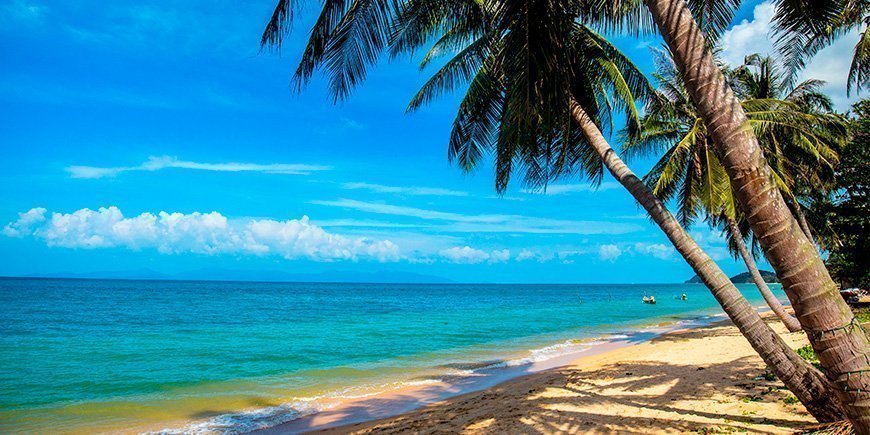 Palmboom op Mae Nam Beach op Koh Samui in Thailand.