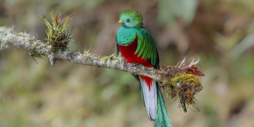 Vogel op tak in bos in costa rica