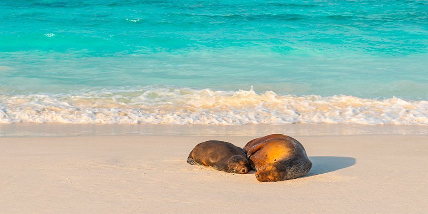 Twee zeehonden dutten op het strand in de Galapagos Eilanden, Ecuador.