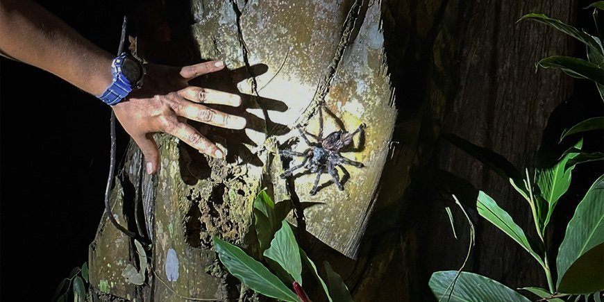 Tarantula op een boom in het Peruaanse Amazonegebied