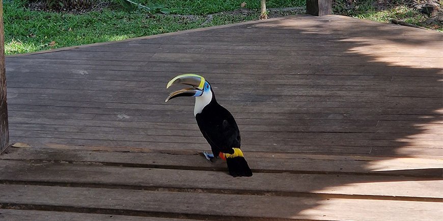 Toekan bij een lodge in het Peruaanse Amazonegebied