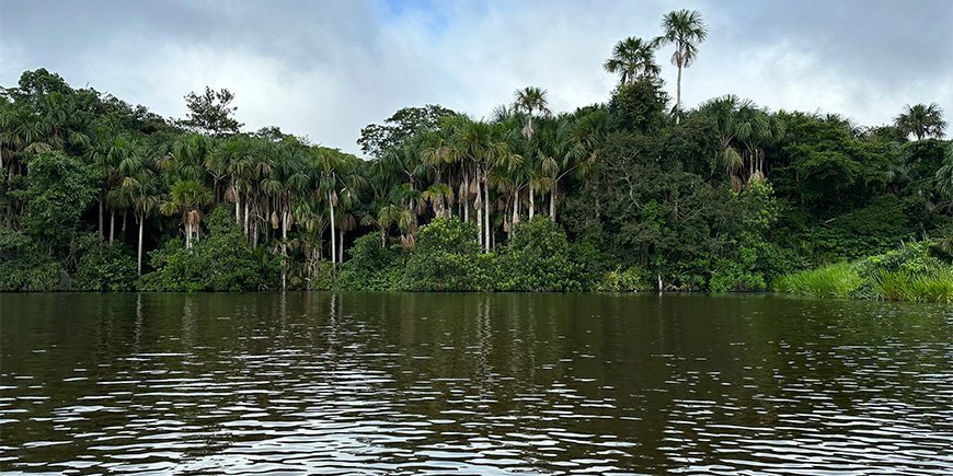 Uitzicht op het Amazone regenwoud vanaf de rivier