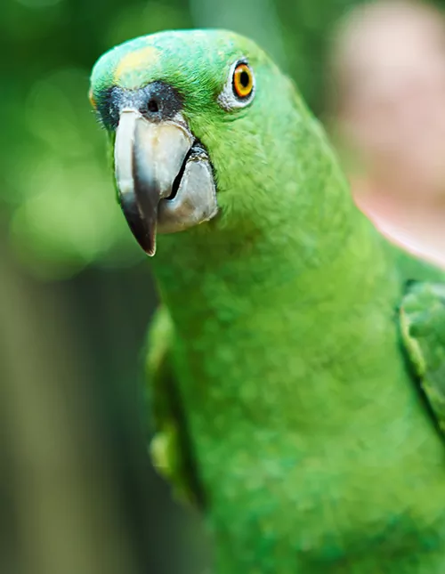 Rondreis door Peru, inclusief de Amazone