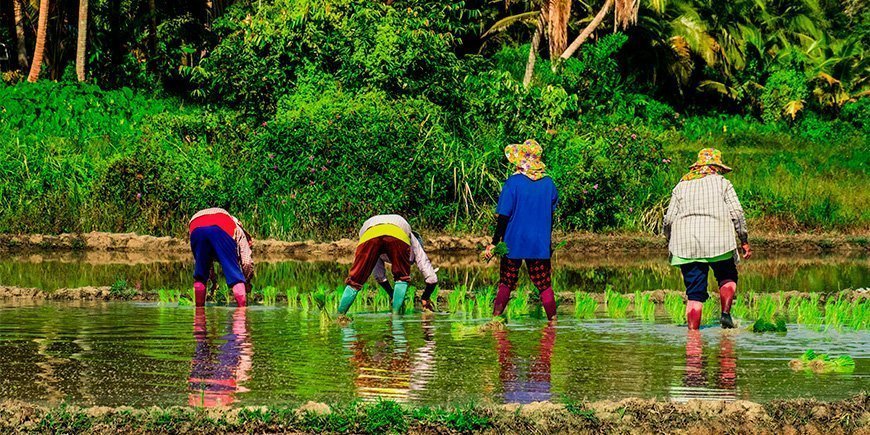 Lokale boeren op Koh Yao Yai