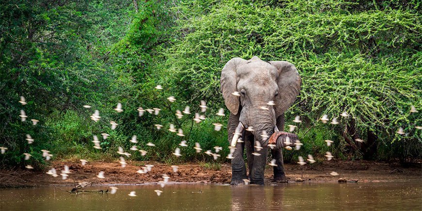 Afrikaanse olifant in een weelderige omgeving in het Kruger National Park in Zuid-Afrika.